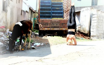 Trau Dich zu Yoga